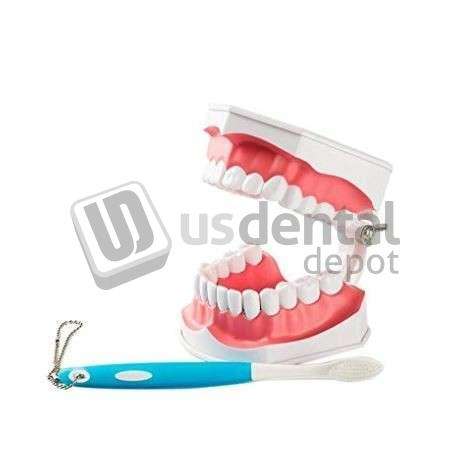 BRUSH-N-FLOSS Student Model Full Mouth Demonstrating Training Jaw Model With Toothbrush x (1) -  Dimensions. 4 x 4.5 x 8 inches