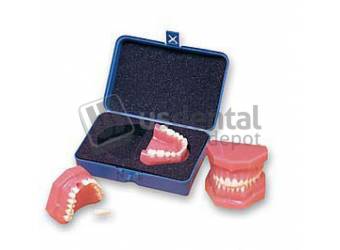 ECCO - Full 2009 Rigid Natural Dentition Model - Set of 2 Upper and Lower -