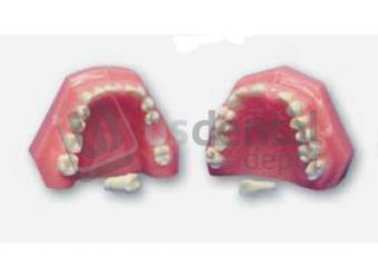 ECCO - Full 2009 Flexible Natural Dentition Model - Set of 2 Upper and Lower -