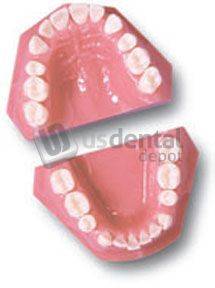 ECCO - Orthodontic 2061-2 Cuspid Retraction - Practice Model -