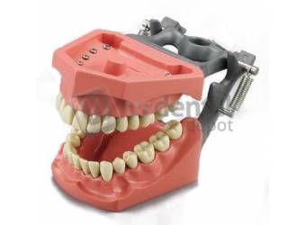 COLUMBUS #M-560 IVORINE MODEL Articulated Hard Gingiva Dentoform with Removable NumbeRED Ivorine Teeth- Inclined Curve of Spee ( Student working Model ) Typhodont -