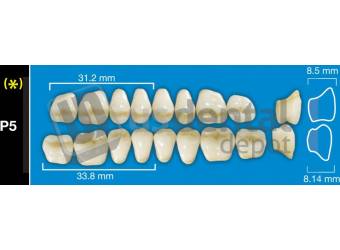 DAVINCI P5 Lower Posteriors A2 (1 X 6)  Davinci 4 layers Denture Acrylic Teeth - Cross linked & Fluorescent with great abrasion resistance