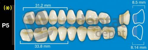 DAVINCI P5 Lower Posteriors A2 (1 X 6)  Davinci 4 layers Denture Acrylic Teeth - Cross linked & Fluorescent with great abrasion resistance