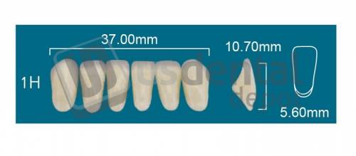 RAFAEL 1H Lower Anterior A1 (1 X 6) - Square  Rafael 2 layers Denture Acrylic Teeth - Cross linked & Fluorescent with great abrasion resistance