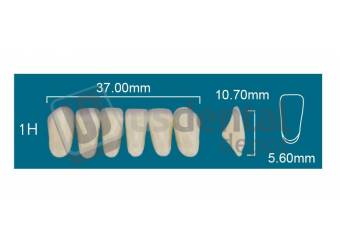 RAFAEL - 1H Lower Anterior D2 (1 X 6) - Square  Rafael 2 layers Denture Acrylic Teeth - Cross linked & Fluorescent with great abrasion resistance