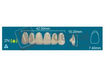 RAFAEL- 2N Upper Anterior D3 (1 X 6)  Rafael 2 layers Denture Acrylic Teeth - Cross linked & Fluorescent with great abrasion resistance