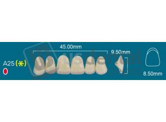 RAFAEL- A25 Upper Anterior A2 (1 X 6)  Rafael 2 layers Denture Acrylic Teeth - Cross linked & Fluorescent with great abrasion resistance