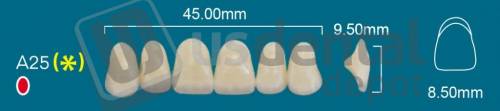 RAFAEL- A25 Upper Anterior A2 (1 X 6)  Rafael 2 layers Denture Acrylic Teeth - Cross linked & Fluorescent with great abrasion resistance