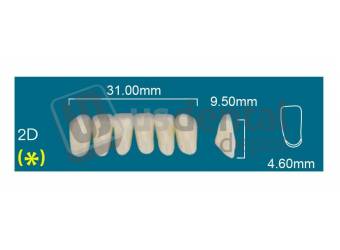 RAFAEL- 2D Lower Anterior A2 (1 X 6)  Rafael 2 layers Denture Acrylic Teeth - Cross linked & Fluorescent with great abrasion resistance