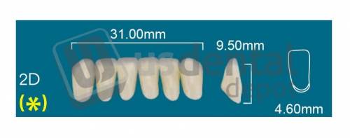 RAFAEL- 2D Lower Anterior A2 (1 X 6)  Rafael 2 layers Denture Acrylic Teeth - Cross linked & Fluorescent with great abrasion resistance