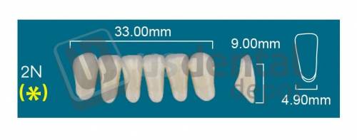 RAFAEL 2N Lower Anterior B2 (1 X 6)  Rafael 2 layers Denture Acrylic Teeth - Cross linked & Fluorescent with great abrasion resistance