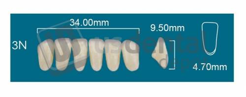 RAFAEL 3N Lower Anterior A0 (1 X 6)  Rafael 2 layers Denture Acrylic Teeth - Cross linked & Fluorescent with great abrasion resistance