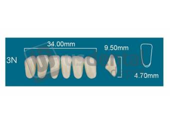RAFAEL- 3N Lower Anterior D2 (1 X 6)  Rafael 2 layers Denture Acrylic Teeth - Cross linked & Fluorescent with great abrasion resistance