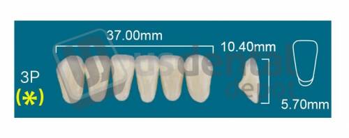 RAFAEL 3P Lower Anterior A0 (1 X 6)  Rafael 2 layers Denture Acrylic Teeth - Cross linked & Fluorescent with great abrasion resistance