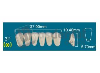 RAFAEL- 3P Lower Anterior C2 (1 X 6)  Rafael 2 layers Denture Acrylic Teeth - Cross linked & Fluorescent with great abrasion resistance