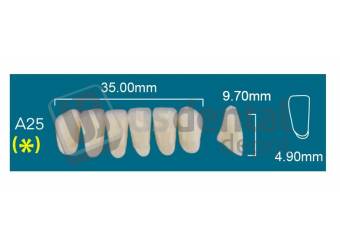 RAFAEL A25 Lower Anterior A0 (1 X 6)  Rafael 2 layers Denture Acrylic Teeth - Cross linked & Fluorescent with great abrasion resistance