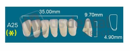 RAFAEL- A25 Lower Anterior D2 (1 X 6)  Rafael 2 layers Denture Acrylic Teeth - Cross linked & Fluorescent with great abrasion resistance