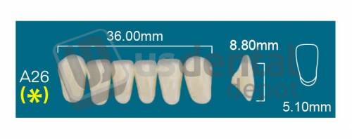 RAFAEL- A26 Lower Anterior D3 (1 X 6)  Rafael 2 layers Denture Acrylic Teeth - Cross linked & Fluorescent with great abrasion resistance