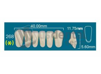 RAFAEL 268 Lower Anterior A4 (1 X 6)  Rafael 2 layers Denture Acrylic Teeth - Cross linked & Fluorescent with great abrasion resistance