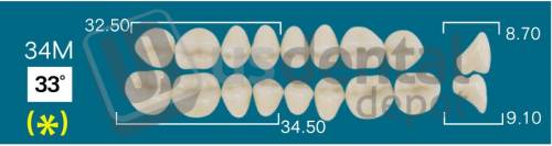 RAFAEL- 34M Upper Posteriors D2 (1 X 6) 33 degrees  Rafael 2 layers Denture Acrylic Teeth - Cross linked & Fluorescent with great abrasion resistance
