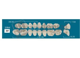 RAFAEL- 29M Upper Posteriors A3 (1 X 6) 20 degrees  Rafael 2 layers Denture Acrylic Teeth - Cross linked & Fluorescent with great abrasion resistance