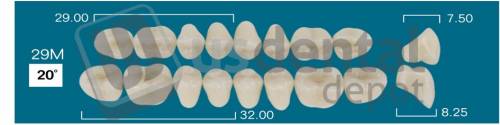 RAFAEL- 29M Upper Posteriors D2 (1 X 6) 20 degrees  Rafael 2 layers Denture Acrylic Teeth - Cross linked & Fluorescent with great abrasion resistance