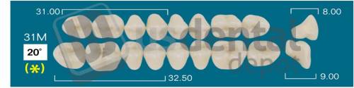 RAFAEL 31M Upper Posteriors A0 (1 X 6) 20 degrees  Rafael 2 layers Denture Acrylic Teeth - Cross linked & Fluorescent with great abrasion resistance