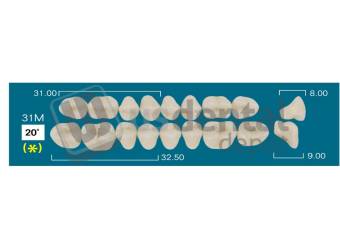 RAFAEL 31M Upper Posteriors B2 (1 X 6) 20 degrees  Rafael 2 layers Denture Acrylic Teeth - Cross linked & Fluorescent with great abrasion resistance