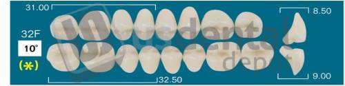 RAFAEL- 32F Upper Posteriors D2 (1 X 6) 10 degrees  Rafael 2 layers Denture Acrylic Teeth - Cross linked & Fluorescent with great abrasion resistance