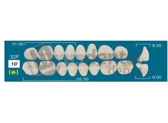 RAFAEL- 32F Upper Posteriors D3 (1 X 6) 10 degrees  Rafael 2 layers Denture Acrylic Teeth - Cross linked & Fluorescent with great abrasion resistance