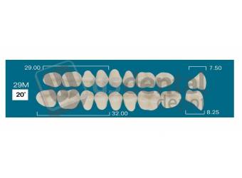 RAFAEL 29M Lower Posterior B2 (1 X 6) 20 degrees  Rafael 2 layers Denture Acrylic Teeth - Cross linked & Fluorescent with great abrasion resistance