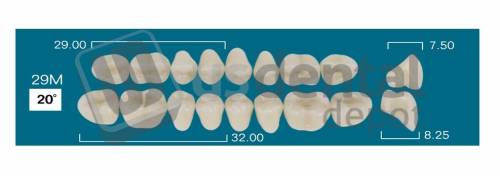 RAFAEL 29M Lower Posterior B2 (1 X 6) 20 degrees  Rafael 2 layers Denture Acrylic Teeth - Cross linked & Fluorescent with great abrasion resistance