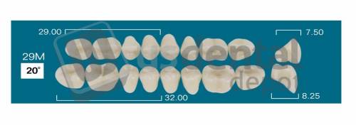 RAFAEL- 29M Lower Posterior D2 (1 X 6) 20 degrees  Rafael 2 layers Denture Acrylic Teeth - Cross linked & Fluorescent with great abrasion resistance