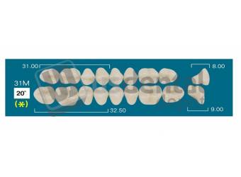 RAFAEL 31M Lower Posterior D2 (1 X 6) 20 degrees  Rafael 2 layers Denture Acrylic Teeth - Cross linked & Fluorescent with great abrasion resistance