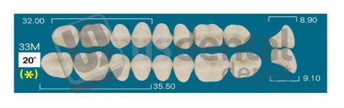 RAFAEL 33M Lower Posterior A3 (1 X 6) 20 degrees  Rafael 2 layers Denture Acrylic Teeth - Cross linked & Fluorescent with great abrasion resistance