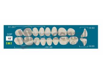 RAFAEL 32F Lower Posterior A4 (1 X 6) 10 degrees  Rafael 2 layers Denture Acrylic Teeth - Cross linked & Fluorescent with great abrasion resistance