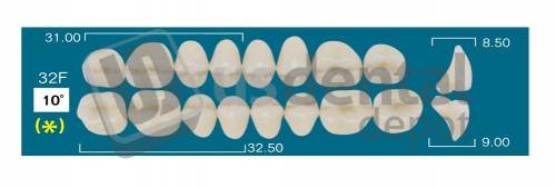 RAFAEL- 32F Lower Posterior D2 (1 X 6) 10 degrees  Rafael 2 layers Denture Acrylic Teeth - Cross linked & Fluorescent with great abrasion resistance