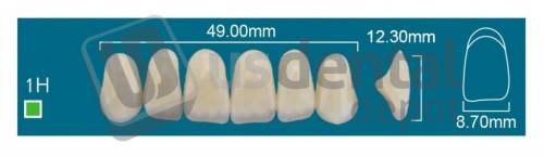 RAFAEL - 1H Upper Anterior C3 (1 X 6) - Square  Rafael 2 layers Denture Acrylic Teeth - Cross linked & Fluorescent with great abrasion resistance