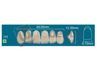 RAFAEL - 1H Upper Anterior D2 (1 X 6) - Square  Rafael 2 layers Denture Acrylic Teeth - Cross linked & Fluorescent with great abrasion resistance