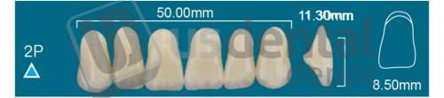 RAFAEL 2P Upper Anterior A0 (1 X 6)  Rafael 2 layers Denture Acrylic Teeth - Cross linked & Fluorescent with great abrasion resistance