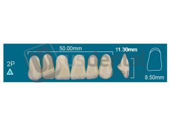 RAFAEL 2P Upper Anterior A2 (1 X 6)  Rafael 2 layers Denture Acrylic Teeth - Cross linked & Fluorescent with great abrasion resistance