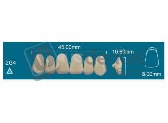 RAFAEL 264 Upper Anterior D2 (1 X 6)  Rafael 2 layers Denture Acrylic Teeth - Cross linked & Fluorescent with great abrasion resistance