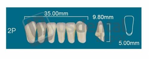 RAFAEL- 2P Lower Anterior C3 (1 X 6)  Rafael 2 layers Denture Acrylic Teeth - Cross linked & Fluorescent with great abrasion resistance