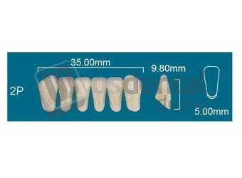 RAFAEL- 2P Lower Anterior D3 (1 X 6)  Rafael 2 layers Denture Acrylic Teeth - Cross linked & Fluorescent with great abrasion resistance