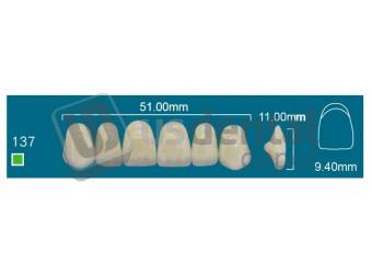 RAFAEL137 Upper Anterior A4 (1 X 6) - Square  Rafael 2 layers Denture Acrylic Teeth - Cross linked & Fluorescent with great abrasion resistance