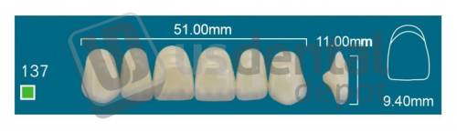 RAFAEL137 Upper Anterior A4 (1 X 6) - Square  Rafael 2 layers Denture Acrylic Teeth - Cross linked & Fluorescent with great abrasion resistance