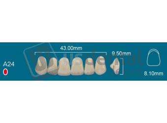 RAFAEL A24 Upper Anterior B2 (1 X 6) - Square  Rafael 2 layers Denture Acrylic Teeth - Cross linked & Fluorescent with great abrasion resistance