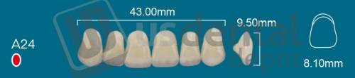 RAFAEL A24 Upper Anterior B3 (1 X 6) - Square  Rafael 2 layers Denture Acrylic Teeth - Cross linked & Fluorescent with great abrasion resistance