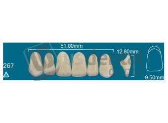 RAFAEL 267 Upper Anterior A3.5 (1 X 6) - Square  Rafael 2 layers Denture Acrylic Teeth - Cross linked & Fluorescent with great abrasion resistance