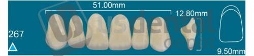 RAFAEL 267 Upper Anterior B2 (1 X 6) - Square  Rafael 2 layers Denture Acrylic Teeth - Cross linked & Fluorescent with great abrasion resistance